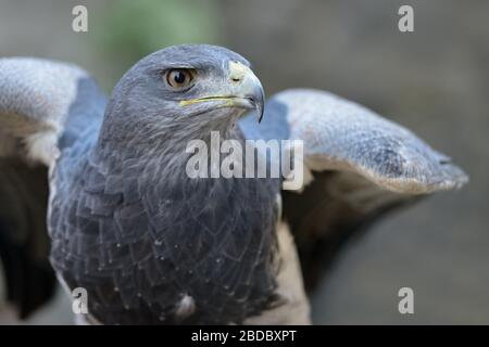 Schwarzwald-Buzzard-Eagle/Aguja ( Geranoaetus melanoleucus ), Nahaufnahme, Greifvogel der Familie der Falken und Adler, Anden, Südamerika. Stockfoto