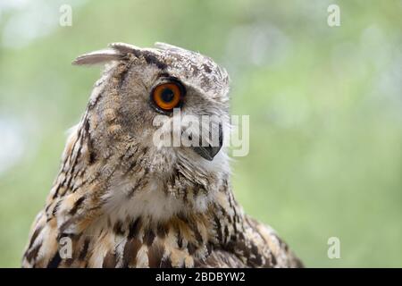 Eagle Owl ( Bubo bubo ), Eurasische Eagle-Owl, auch Northern Eagle Owl oder European Eagle-Owl genannt, Erwachsene, detaillierter Headshot, aufmerksam beobachten, Sid Stockfoto