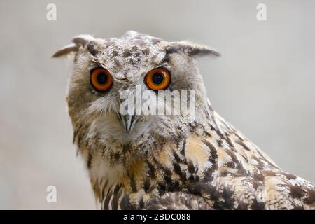 Eagle Owl ( Bubo bubo ), Eurasische Eagle-Owl, auch Northern Eagle Owl oder European Eagle-Owl genannt, Erwachsene, detaillierter Headshot, Frontalansicht, Europa. Stockfoto