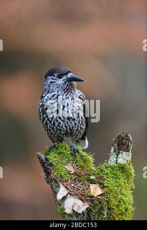 Nussknacker (Nucifraga caryocatactes entdeckt), auf einem morschen Baumstumpf gehockt, um aufmerksam zu beobachten, typisches Verhalten, Wildlife, Europa. Stockfoto