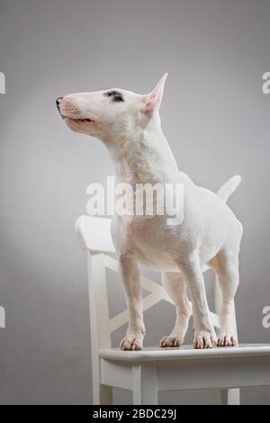 Bullterrier Hundeporträt im Profil. Bull Terrier steht auf einem weißen Stuhl. Grauer Hintergrund. Platz für die Beschriftung Stockfoto