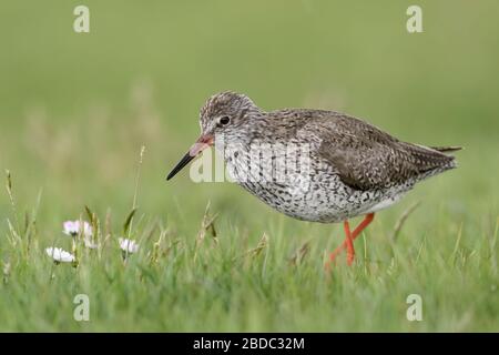 Rotschenkel/Rotschenkel (Tringa totanus), Erwachsener, Zucht Kleid, auf der Suche nach Essen auf einem Frühlingshaften Wiese, schließen, detaillierte, Seitenansicht, Wildlife, Europa. Stockfoto