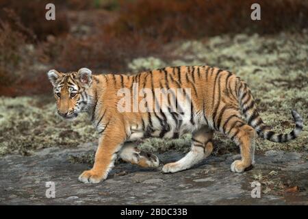 Royal Bengal Tiger / Koenigstiger (Panthera Tigris), zu Fuß über die Felsen, aufmerksam beobachten, Ganzkörper-Seitenansicht, junges Tier, weiches Licht. Stockfoto