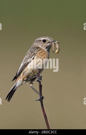 Europäische Schwarzkehlchen/Schwarzkehlchen (Saxicola torquata), weiblich, auf einem Zweig sitzend, holding Beute (Maden) im Schnabel, Wildlife, Europa. Stockfoto