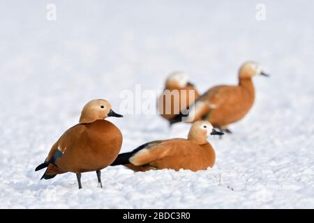 Ruddy Brandgänse/Rostgänse (Tadorne casarca), kleine Herde im Schnee ruhend, auf schneebedeckten Ackerland, Überwinterung, invasive Spezies in Europa, w Stockfoto