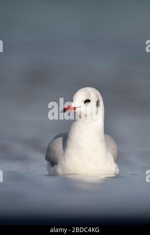 Black-Headed Möwe (Chroicocephalus ridibundus), ein Erwachsener, schwimmen im Wasser, frontal geschossen, sehr detaillierte, Wildlife, Europa. Stockfoto