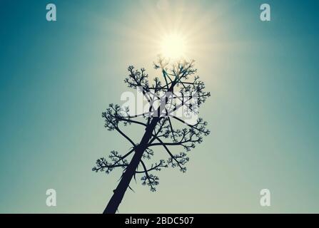 Ein Agavenbaum gegen die Sonne an einem Frühlingstag Stockfoto