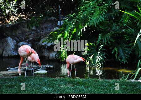 Herde von Flamingos Trinkwasser auf einem von Grün umgebenen See Stockfoto