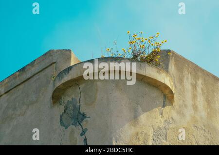 Wilde Blumen wachsen auf einem verwitterten Dach unter der Sonne Stockfoto