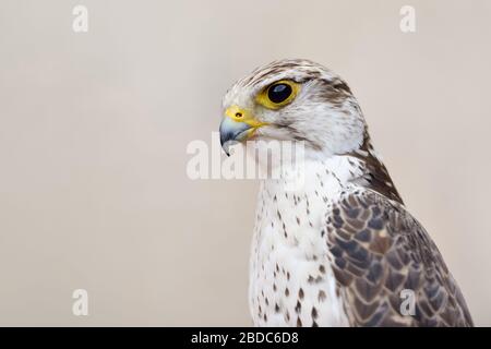 Saker Falcon ( Falco Cherrug ), ein hochangesehener Falkenvogel, brütet von Mitteleuropa ostwärts über Asien bis zur Mandschurei, detailreicher Kopfschuss. Stockfoto