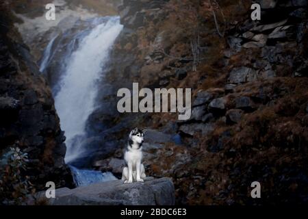 Siberian Husky auf einem Felsen am Wasserfall Stockfoto