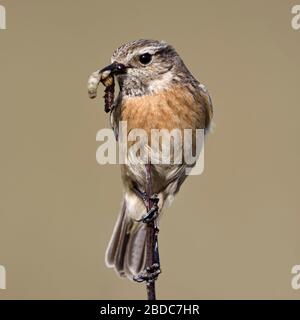 Europäischer Stonechat/Schwarzkehlchen ( Saxicola torquata ), weiblicher Singvogel, der auf einem Ast thront, mit Beute im Schnabel, um Nachkommen, Tierwelt zu ernähren Stockfoto