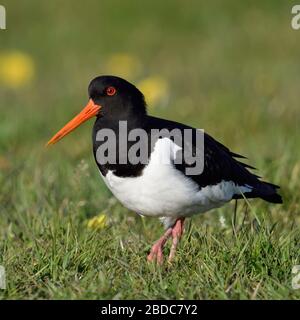 Austernfischer/Austernfischer (Haematopus ostralegus), in der Nähe, zu Fuß durch einen frühlingshaften Wiese, Flora und Fauna in Europa. Stockfoto