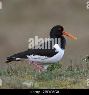 Austernfischer/Austernfischer (Haematopus ostralegus), zu Fuß über den oben auf einem kleinen Hügel in den Dünen, schöne und detaillierte Seitenansicht, Tierwelt, E Stockfoto