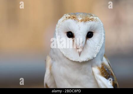 Barn Eule / Schleiereule ( Tyto alba ), Common Barn Owl, die am weitesten verbreitete Eulenart, weiße Variante, Frontalansicht, Westeuropa. Stockfoto