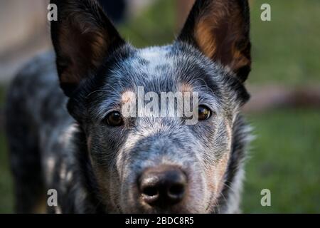 Young Aurailian Cattle Dog (Blue Heeler) Nahaufnahme Porträt des Gesichts Blick in die Kamera Stockfoto