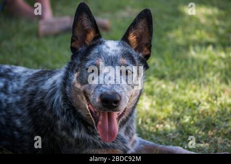Junge Australier Rinder Hund (Blue Heeler) Nahaufnahme Porträt des Gesichts mit offenem Mund Stockfoto