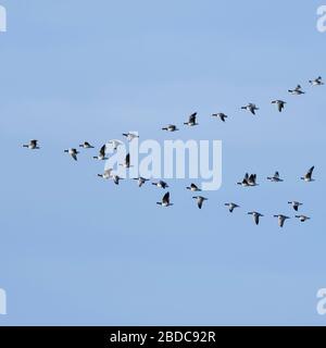 Nonnengans/Nonnengänse (Branta leucopsis), Herde im Flug, in typische Anordnung, Zugvögel, vogel Passage, Wildlife, Europa. Stockfoto