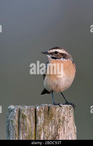 / Braunkehlchen Braunkehlchen (Saxicola rubetra) Männliche thront auf einem fencepost, Zucht Kleid, typische Vogelarten der offenen Land, gefährdete, wildilfe, Europa. Stockfoto