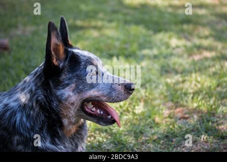 Junger australischer Rinderhund (Blauer Heeler) Nahaufnahme Porträt des Gesichts mit offenem Mund, Seitenprofil Stockfoto
