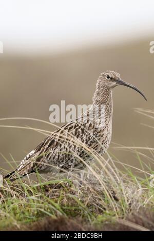 Eurasian Curlew/Großer Brachvogel (Numenius arquata) in den Dünen, in der typischen Landschaft, Tierwelt, Europa. Stockfoto