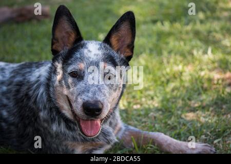 Junge Australier Rinder Hund (Blue Heeler) Nahaufnahme Porträt des Gesichts mit offenem Mund Stockfoto