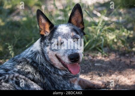 Junge Australier Rinder Hund (Blue Heeler) Nahaufnahme Porträt des Gesichts mit offenem Mund Stockfoto