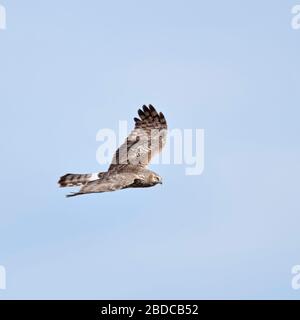 Henne Harrier ( Circus cyaneus ), Erwachsene Frauen im Flug, detaillierte Seitenansicht, blauer Himmel, Tierwelt, Europa. Stockfoto