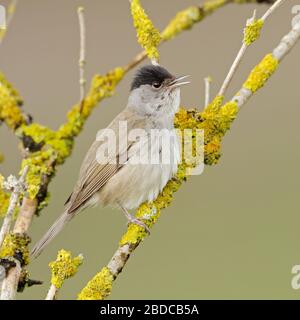 Mönchsgrasmücke (Sylvia atricapilla) in einem älteren Bush thront, auf ältere Zweige, Singen, Wildlife, Europa. Stockfoto