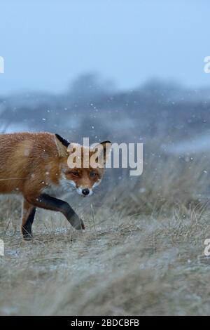 Red Fox (Vulpes vulpes) , Fox, schleichen durch Gras über einen Hügel, Schnee, Winter, Tag, typisches Verhalten, Wildlife, Europa. Stockfoto