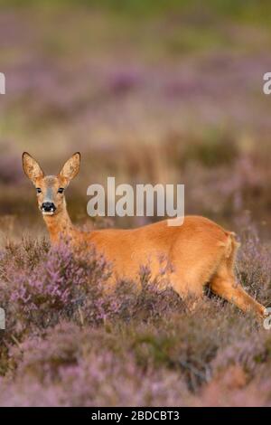 ROE Deer ( Capreolus Capreolus ), weiblich, Damhirsch, in violett blühenden Heidekraut stehend, aufmerksam beobachten, Tierwelt, Europa. Stockfoto