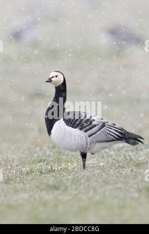 Nonnengänse/Nonnengänse (Branta leucopsis), Herde im Winter, Fütterung auf der Weide bei Schnee Dusche, ist man um beobachten, Wildlife, Europa. Stockfoto