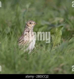 Skylark/Feldlerche (Alauda arvensis), Erwachsene im Frühjahr, sitzend auf dem Boden in einer Wiese, Weide, im Gras, Stretching, beobachten aufmerksam, Wildlife, Eur Stockfoto