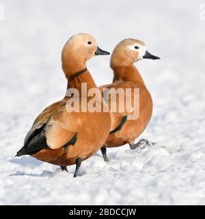 Ruddy Brandgänse/Rostgänse (Tadorne casarca), Paar, Paar im Winter, die Überwinterung auf schneebedeckten Ackerland, schüchtern, Fuß, invasive Spezies i Stockfoto