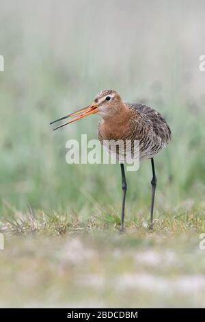 Uferschnepfe/Uferschnepfe (Limosa limosa) in Zucht Kleid, langbeinige wader Vogel, auf dem Boden sitzend, laut rufen, typisches Verhalten Stockfoto