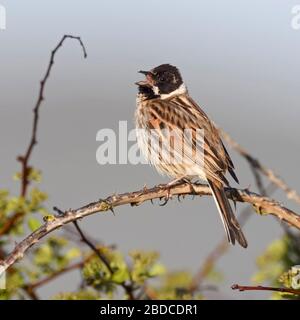 Rohrammer/Rohrammer (Emberiza schoeniclus), erwachsener Mann, auf einem Busch gehockt, am frühen Morgen, Singen, Wildlife, Europa. Stockfoto