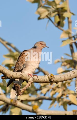 Collared Dove (Streptopelia turtur), Vogel, seltene und gefährdete Taube, in einem Baum gehockt, im Frühling, Wildlife, Europa. Stockfoto