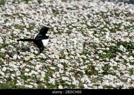 Düsseldorf, Deutschland. April 2020. Ein Magpie sucht im Sonnenschein zwischen Gänseblümchen nach Nahrung. Kredit: Federico Gambarini / dpa / Alamy Live News Stockfoto