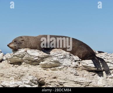 Pelzrobben (Arctocephalus forsteri) Schlafen und Ausruhen auf dem Kaikoura Peninsula Gehweg in der Seal Colony in Neuseeland Stockfoto