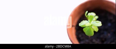 Nahaufnahme von Portulacaria afra (bekannt als Elefantenbusch, Zwergjadepflanze, Schweinebüsch und Spekboom auf Afrikaans). Nature Framework zum Schreiben von Text. Whirlpool kopieren Stockfoto