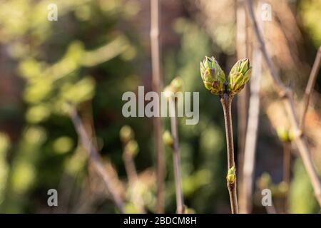 Knospe von Fliederblättern in der Frühlingssonne. Ein Zweig mit jungen Blättern. Verschwommener grüner Hintergrund. Stockfoto