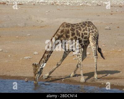 Giraffen Nahaufnahme Trinken an Billabong / Wasserloch . Auf Safari Tour Etosha Nationalpark, Namibia. Großes Tier mit langem Hals zu Wasser zu bücken. Stockfoto