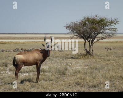 südafrikanische rote Hartebeest mit verdrehten großen Hörnern auf trockenem Grasfeld neben Baum im Etosha Nationalpark Namibia, Tier in die Kamera schauen Stockfoto