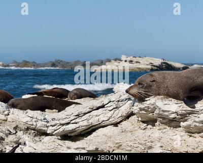 Gruppe von Pelzrobben (Arctocephalus forsteri), die auf dem Kaikoura Peninsula-Steg in der Seal Colony in Neuseeland schlafen und ruhen Stockfoto