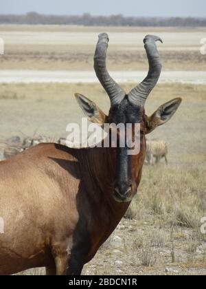 südafrikanische rote Hartebeest Nahaufnahme Frontansicht Gesicht / Kopf mit verdrehten großen Hörnern im Etosha Nationalpark Namibia Afrika; Tier schaut in die Kamera Stockfoto