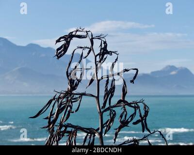 Leinenpflanzen (wharariki/Harakeke) Samenschoten mit den Seaward Kaikoura Ranges im Hintergrund Stockfoto