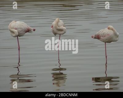 Drei schlafende weiße Flamingo (& rosa) setzen ihren Kopf ins Gefieder, um zu schlafen, stehen auf einem Bein im Seewasser der Walvis Lagunenbucht in Namibia Afrika Stockfoto