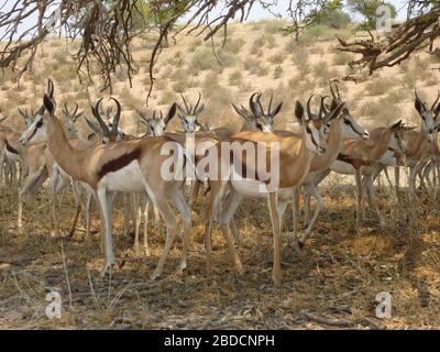 Gruppe von mehreren / vielen afrikanischen Antilopengazelle ( ähnlich wie Schwarzbuck ) unter Baum stehend von Ästen, trockenen Macchia / Busch und trockenen Gras umgeben Stockfoto