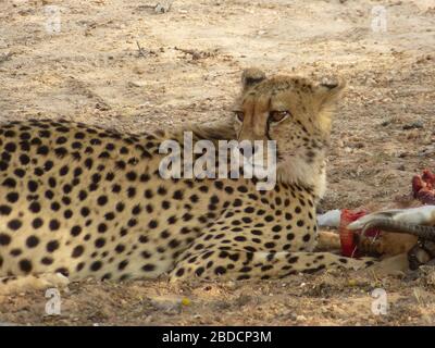 Cheetah Nahaufnahme Gesicht Vorderansicht - Blick in die Ferne - auf dem Boden liegend, Jagd & Fütterung / Essen blutige Beute Tier / Springbok auf Safari-Tour Stockfoto