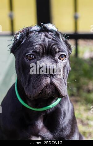 Cane-Corso-Welpe mit zugeschnittenen Ohren läuft auf dem Rasen Stockfoto